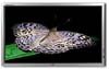 Телевизор плазменный Fujitsu P63XHA30ES Телевизор плазменный Fujitsu P63XHA30ES